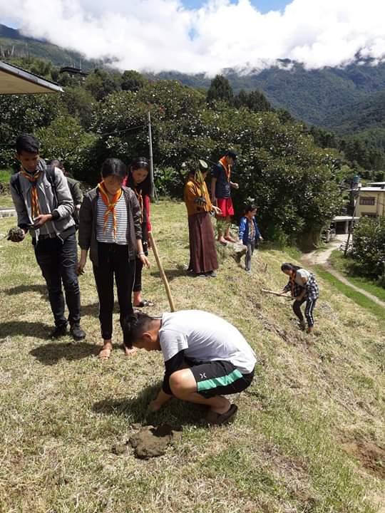 Tree Plantation