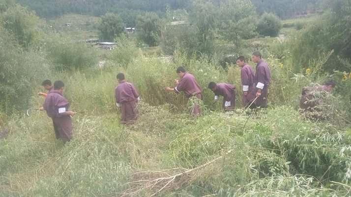 Murijuana plants being cleared 