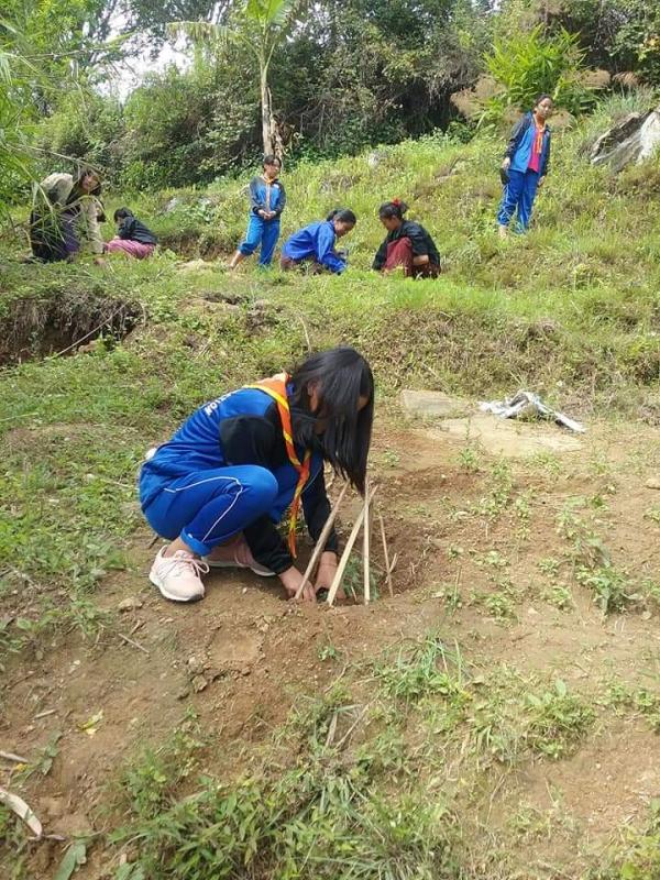 Plantation of tree