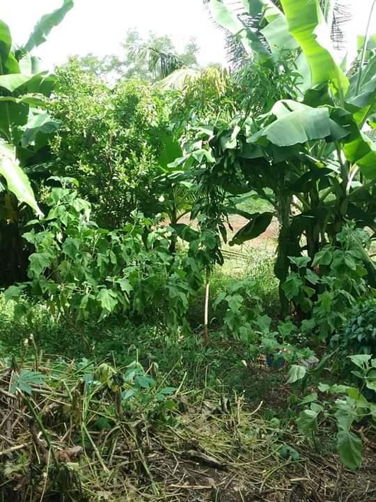 Enterprise Education Project - Vegetable Gardening