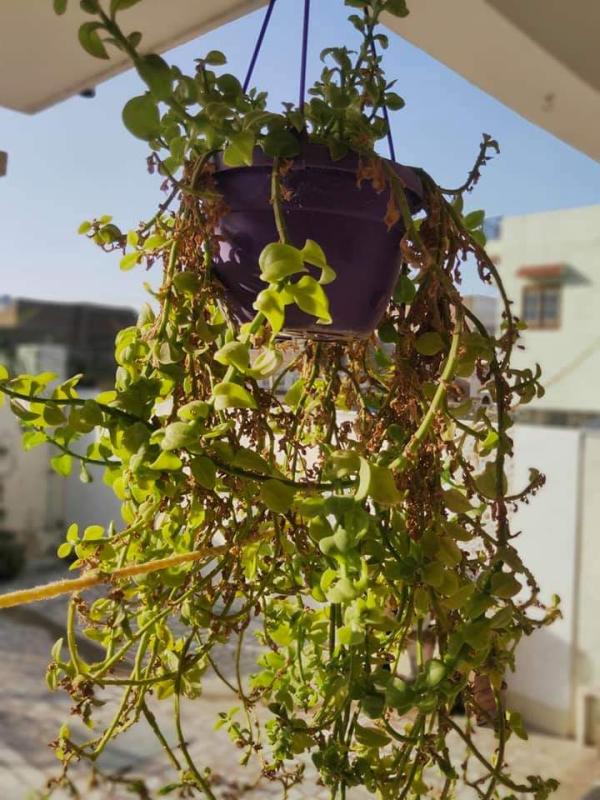 PROJECT-SANKALP , GROUP - B , CHALLENGE - #GOORGANIC  , BSG INDIA