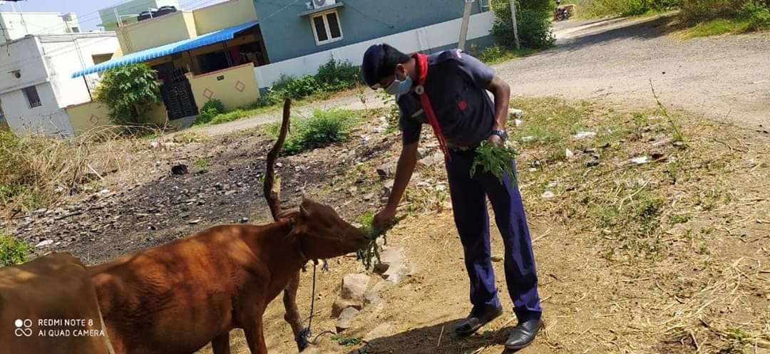 FOODER AND FOOD STUFFS SERVED TO ANIMALS 