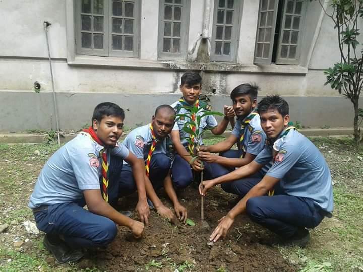 Tree Plantation 