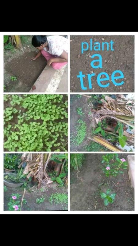 IDP 2020 ACTIVITY 8.9-PLANT A TREE