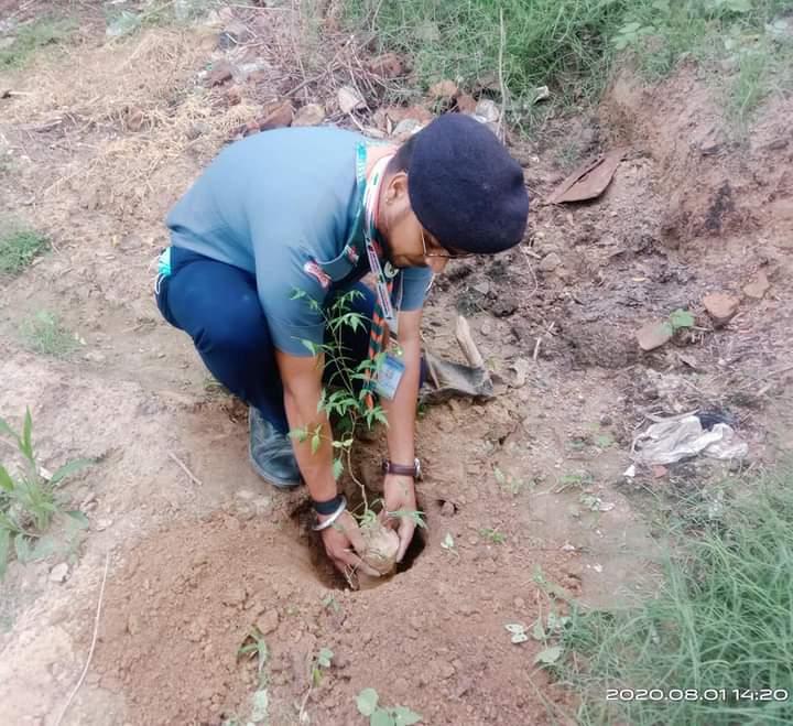 Tree Plantation 