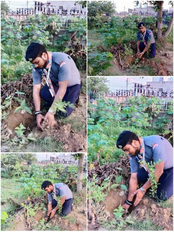 Tree Plantation 