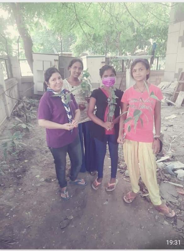 tree plantation 
