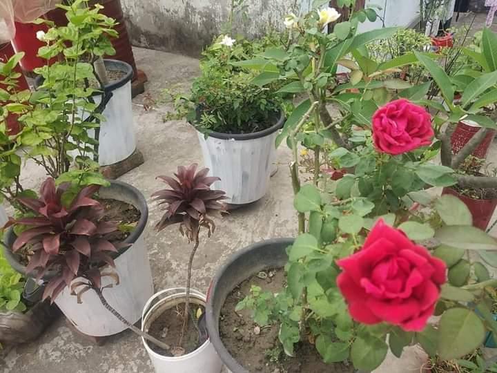 প্লাস্টিক টাইড টার্নার চ্যালেঞ্জ ব্যাজ পর্যায় চ্যাম্পিয়ন পর্যায়ে কার্যক্রম
