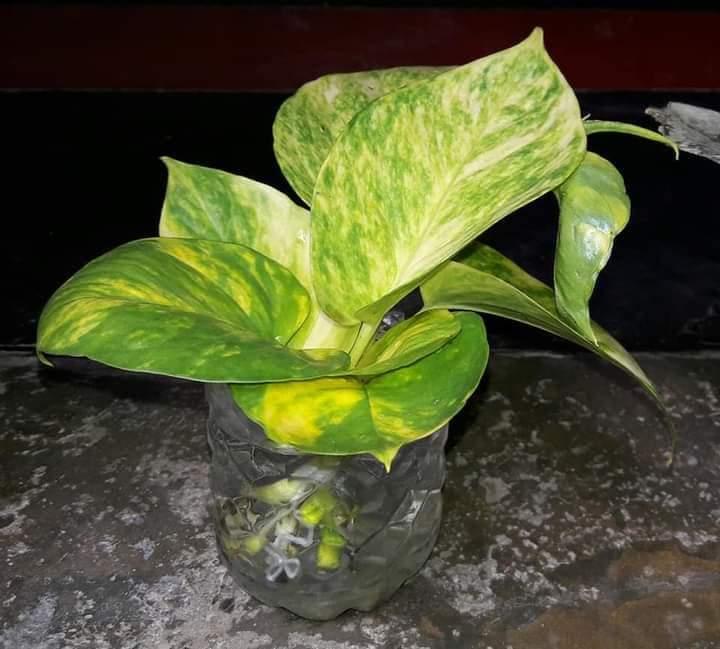 ব্যবহৃত প্লাস্টিকের কারুকাজ