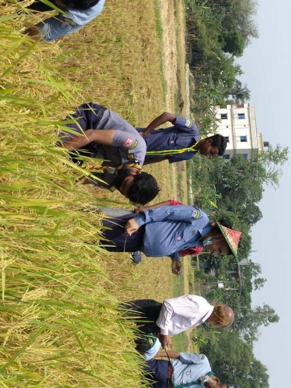  ধান কাটা কর্মসূচি 