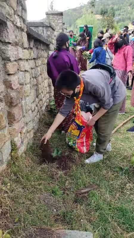 Tree plantation