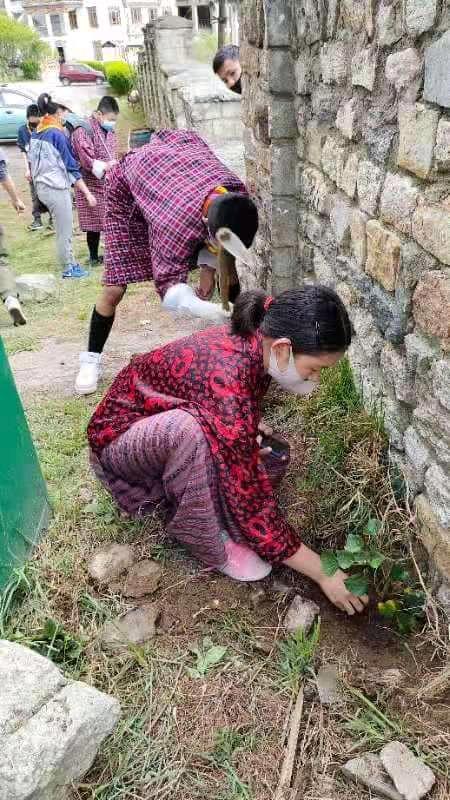 Tree Plantation