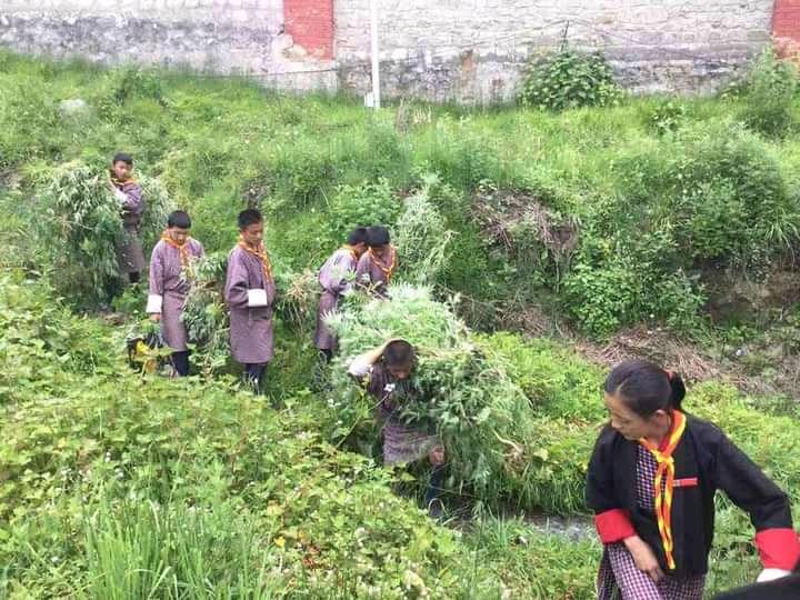 Uproot marejuana plant