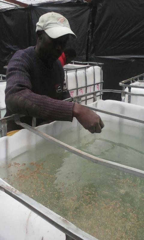Feeding of the 360 Fish fingerlings