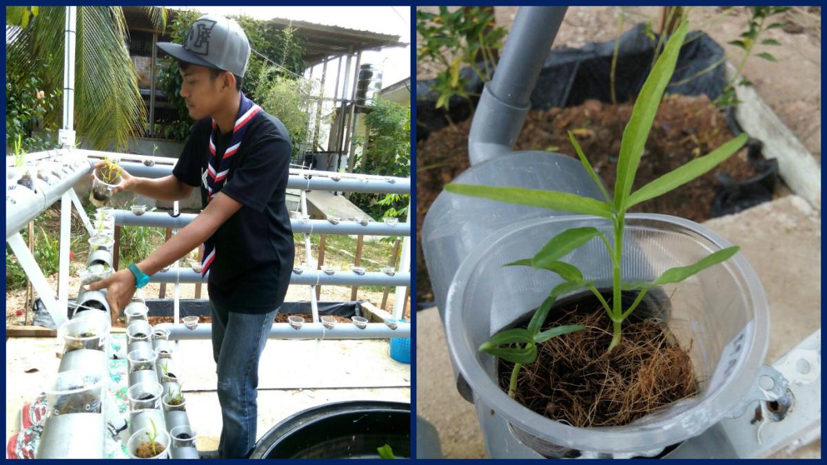 MONITORING AQUAPONIC PROGRESS ( SWA UPDATE 8)