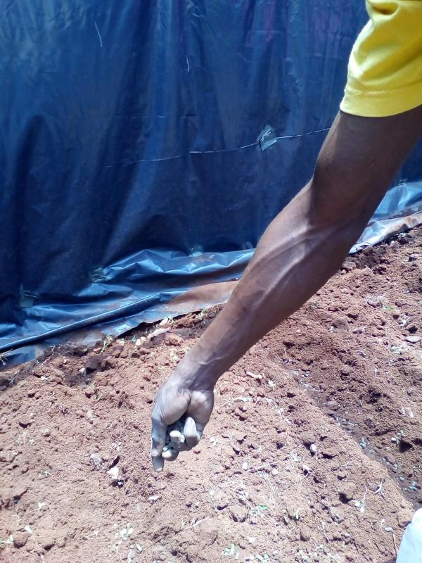MoP Food for Project ( Vegetable garden Project) 