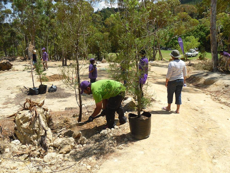 New trees for Hawequas Adventure Center
