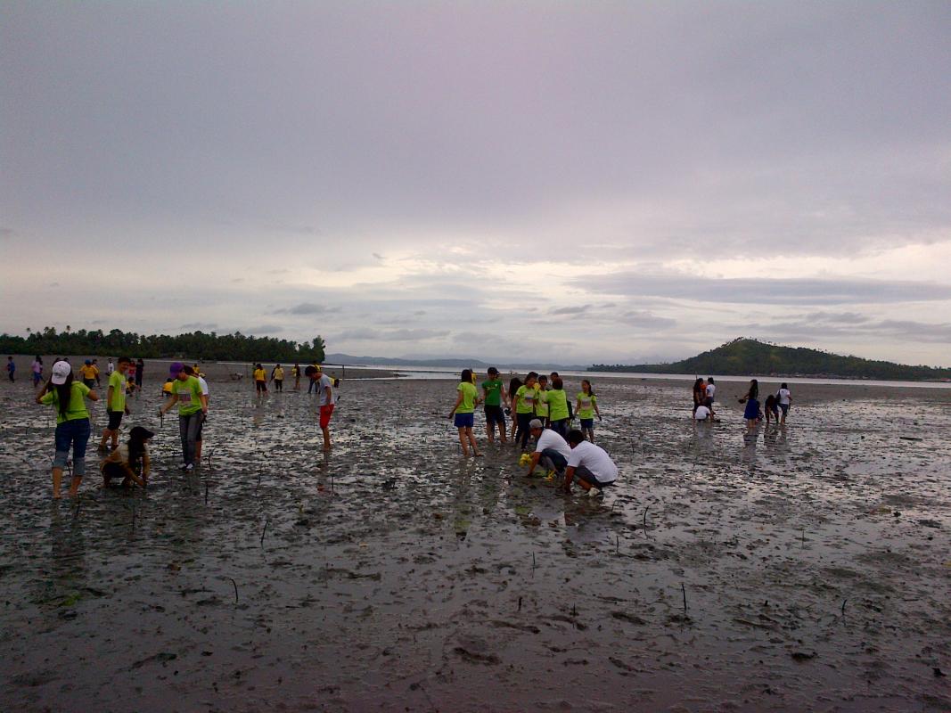 Mangrove Planting