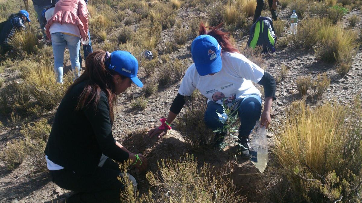 proyecto 'Mi Arbol'