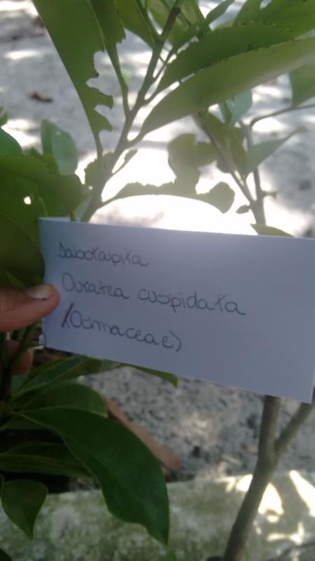 Tree for the World (Reflorestamento com mudas de arvores)