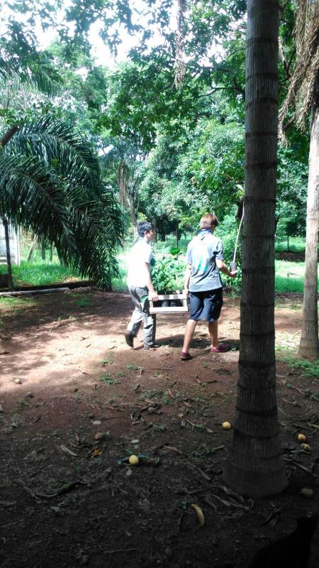 Ação do Tree for the world