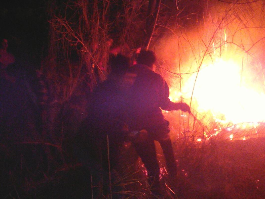 Safe the forest