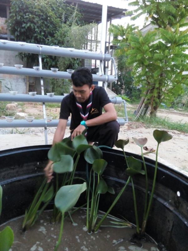 PREPARING CATFISH POND ( SWA UPDATE 5)