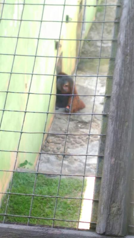 Orang Utan
