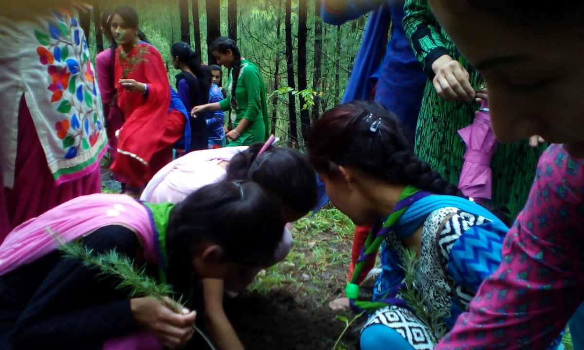 TREE  PLANTATION DRIVE