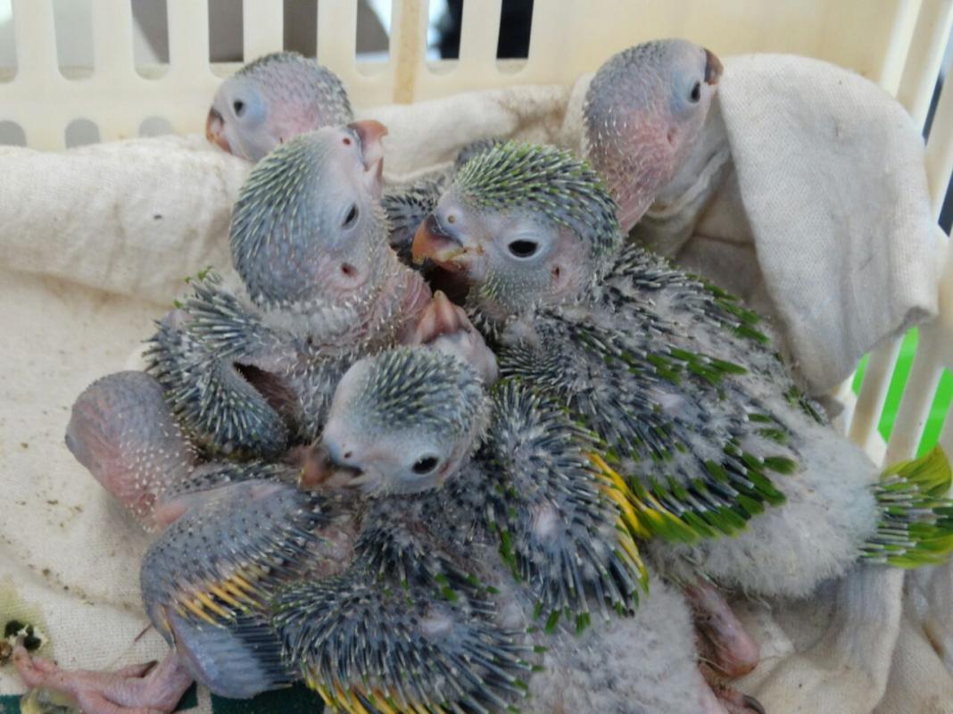 Centro de Recuperación de Loros (Trata y Tráfico de animales silvestres)