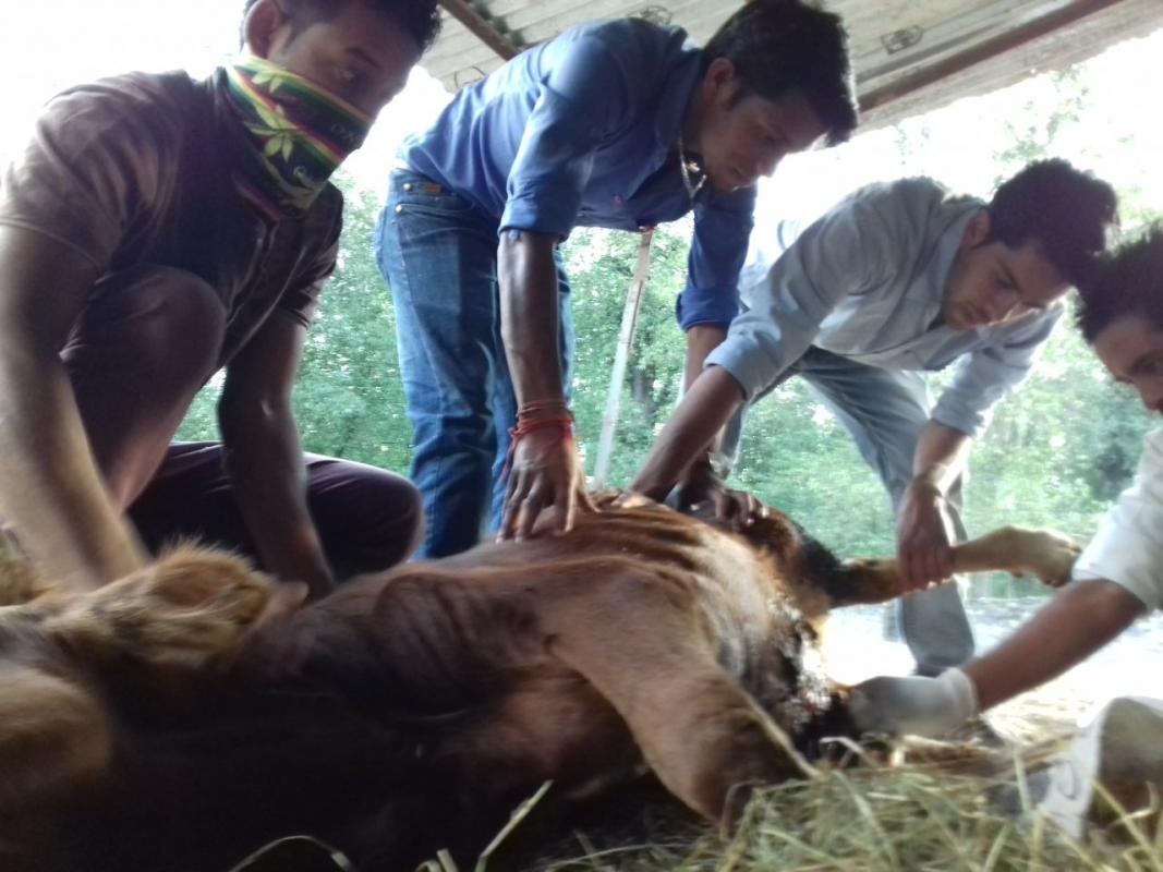 Save animal