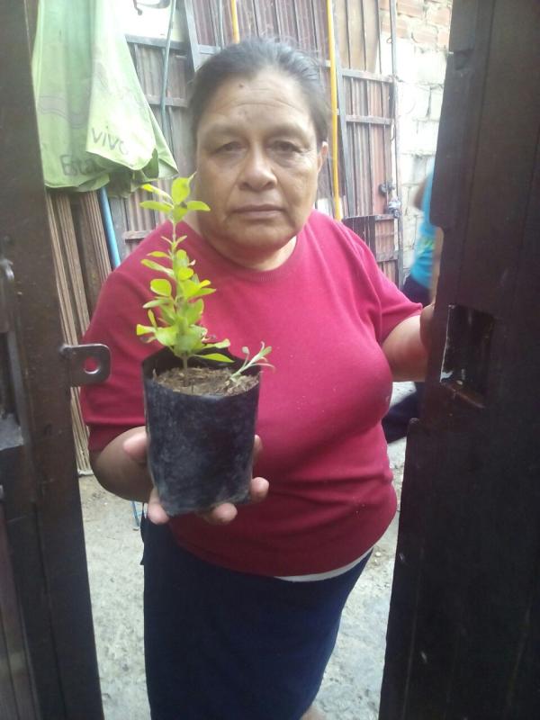 Adoptando un arbol
