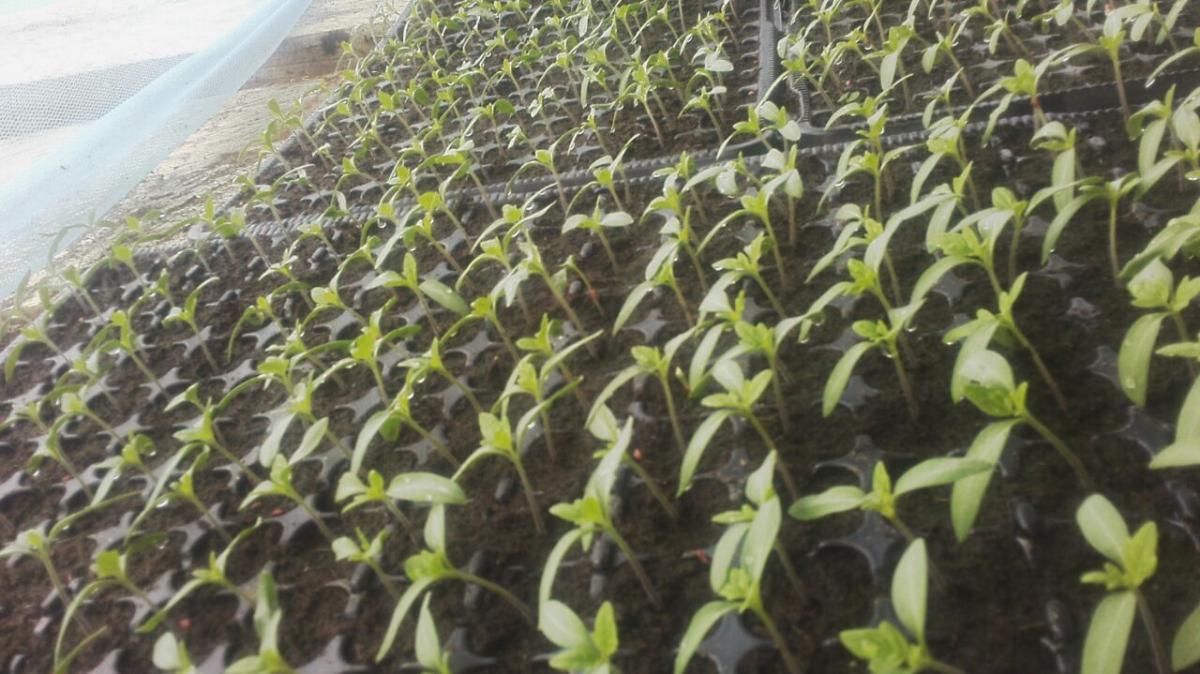 Food for life-Rungwe Mkoani Mbeya 