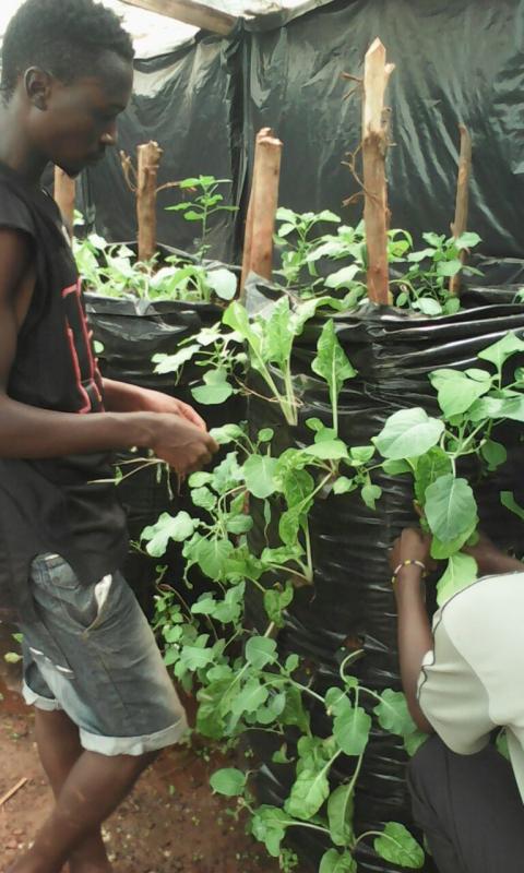 Food for life Project - Vegetable Farm