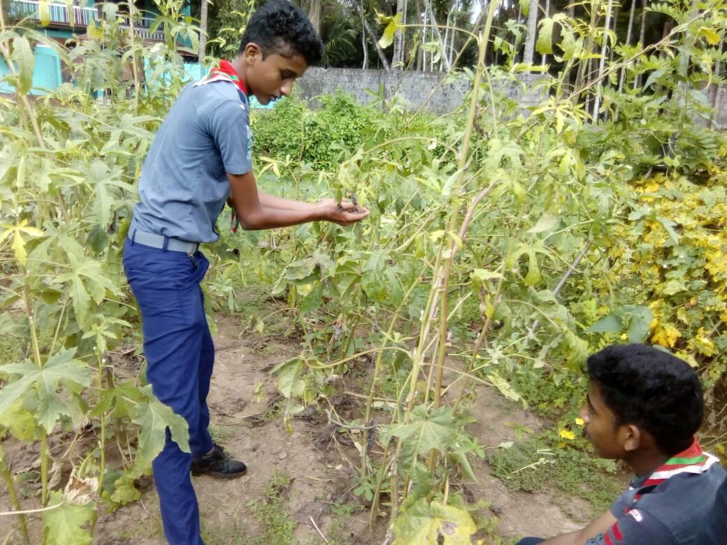 Kitchen Garden