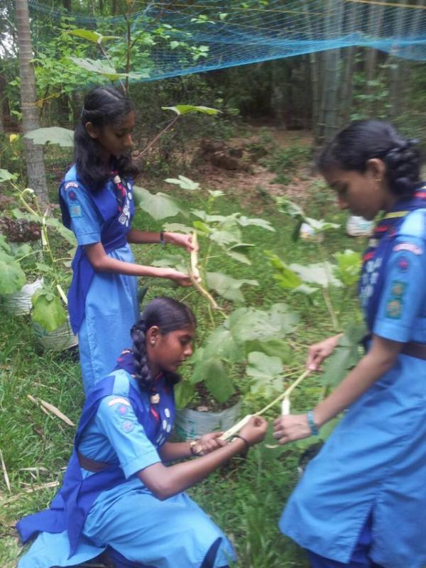 Kitchen garden