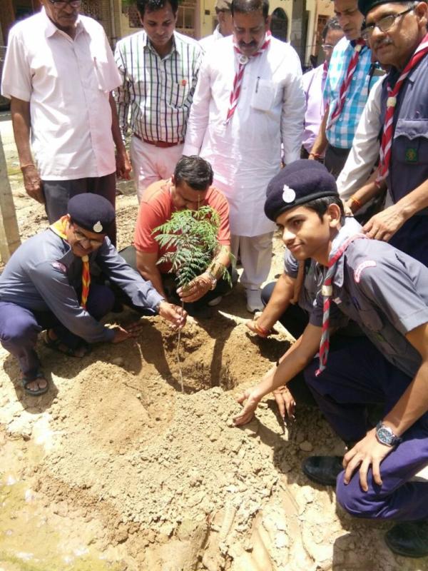 Tree Plantation 2017