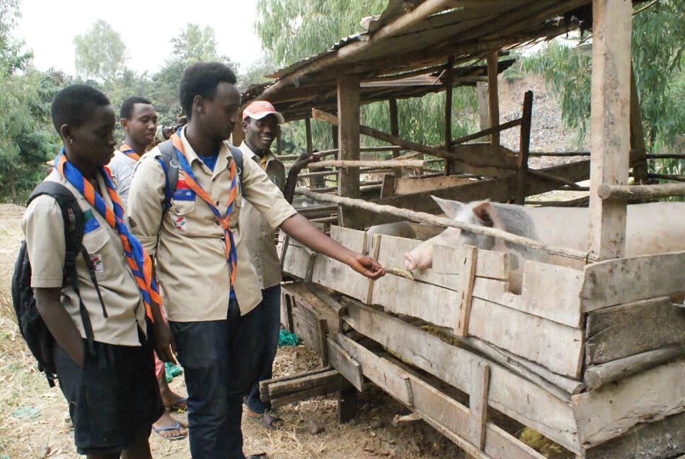 Projet scout pour le renforcement de la cohésion sociale à travers l'élevage des porcs