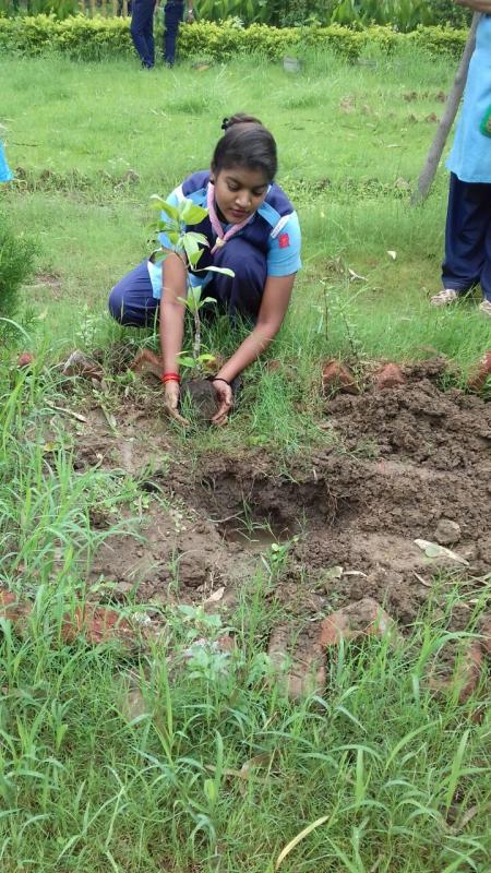 TREE PLANTATION
