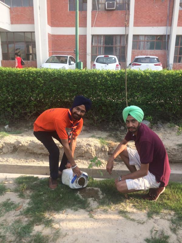 Tree Plantation