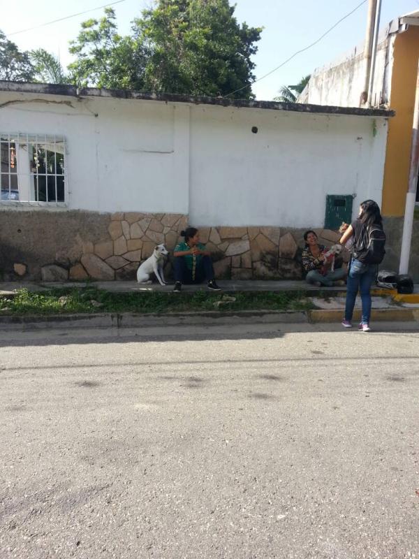 una mano amiga para los de 4 patas