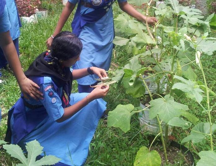 KITCHEN GARDEN