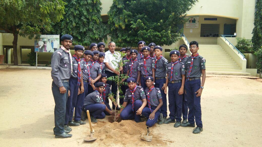 plant seeded in school ground