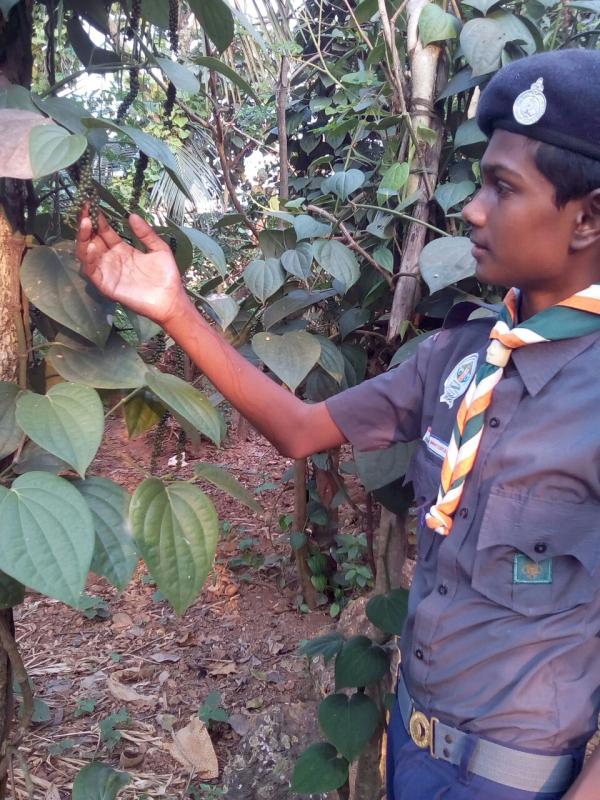 Planting trees and plante