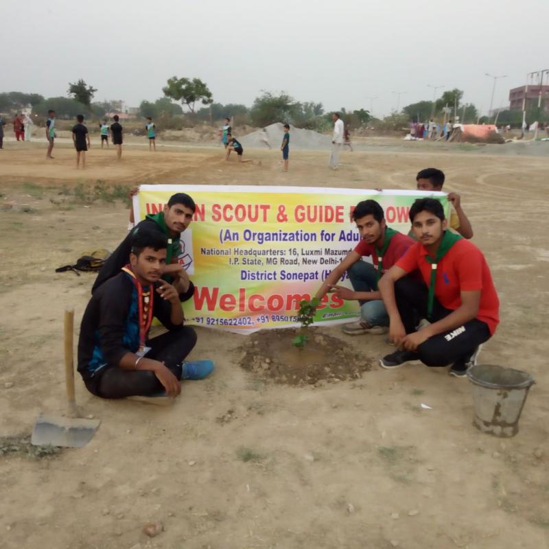 Tree plantation
