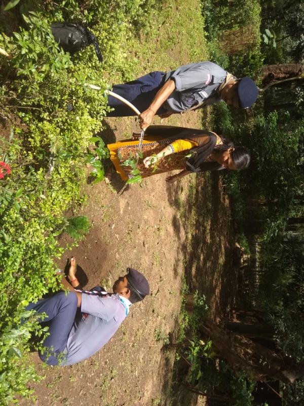 Tree plantation 