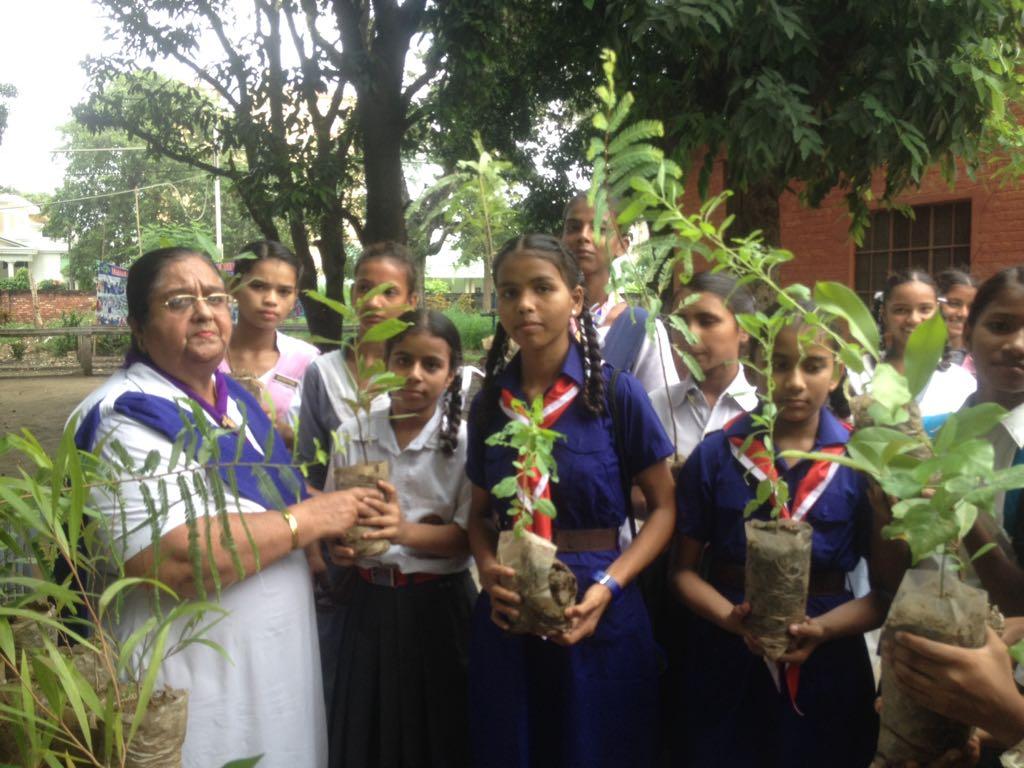 Tree plantation