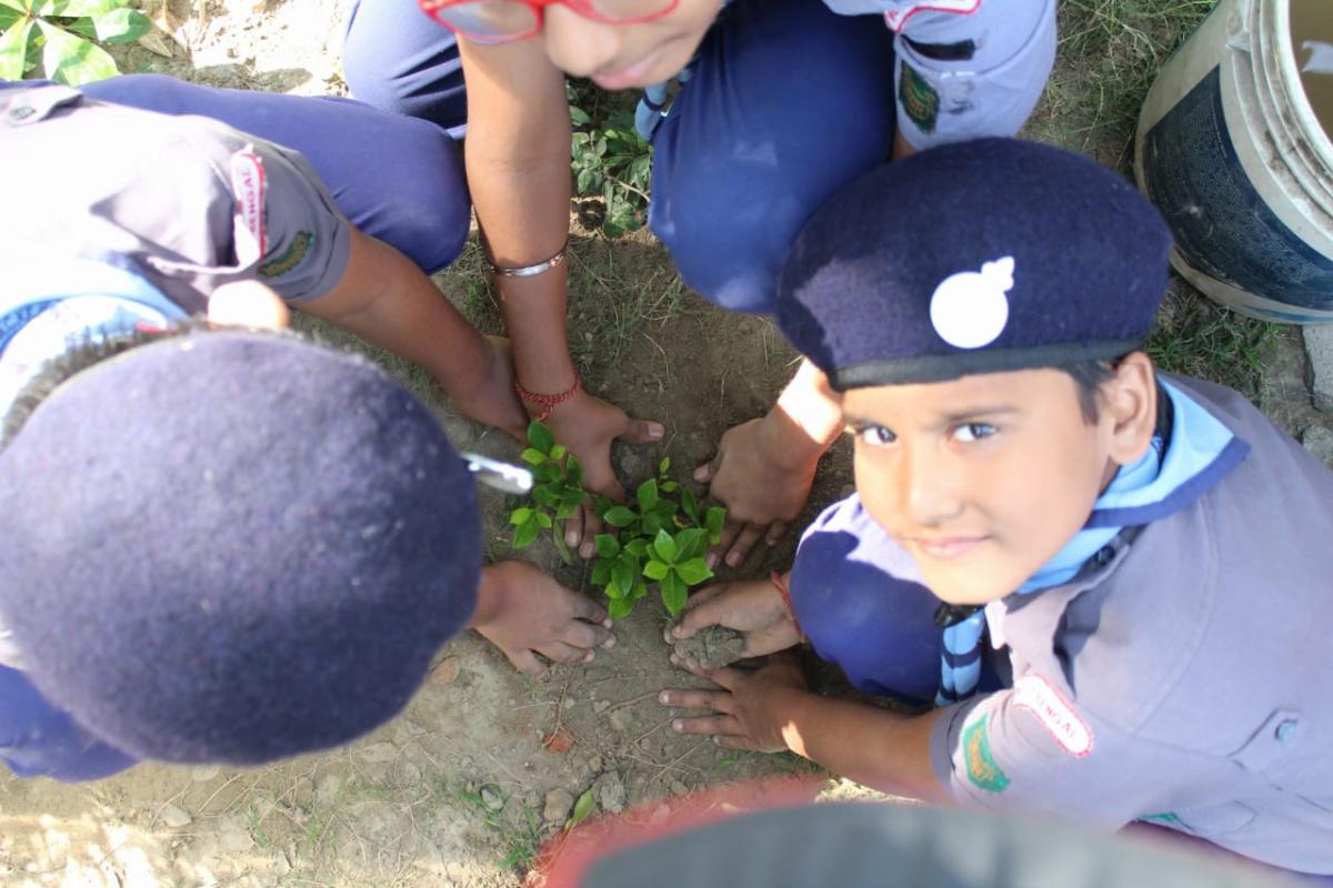 PLANTATION OF TREES
