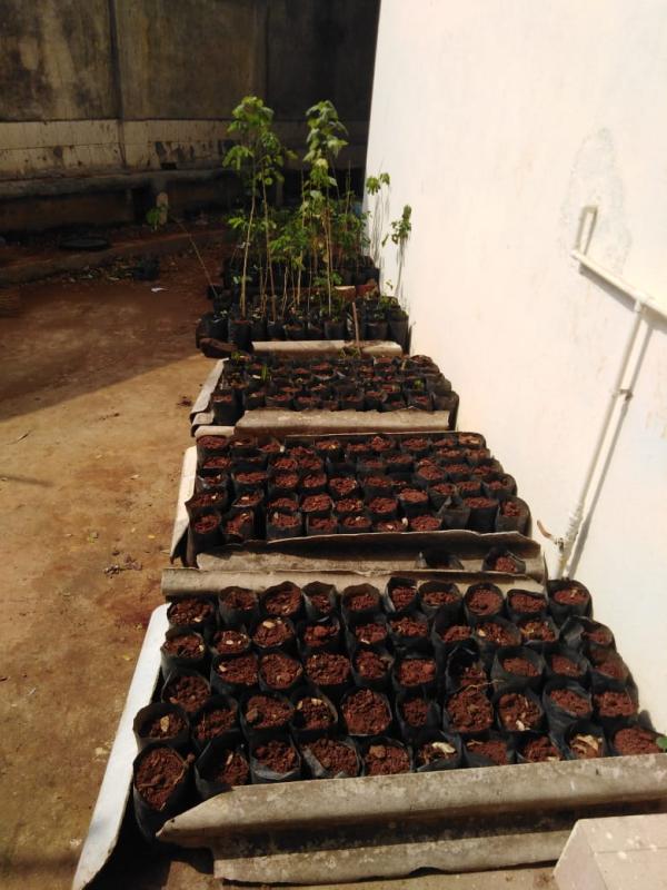 PEACE DAY CELEBRATION (WE NEED OXYGEN)