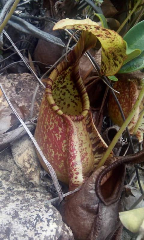 Pengembaraan senyap dikawasan hutan Scout Nature Park, Sandakan.